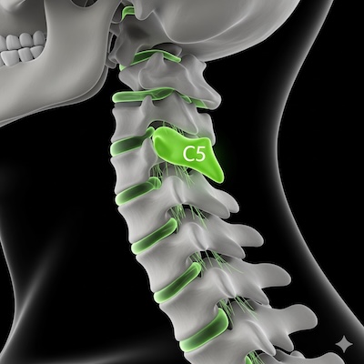 Cervical spine C5 illustration